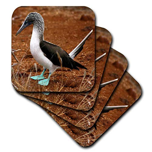 3dRose CST_86208_2 Ecuador, Galapagos Islands, Blue Footed Booby Colony SA07 KWI0126 Kymri Wilt Soft Coasters, Set of 8 3dRose CST_86208_2 Ecuador, Galapagos Islands, Blue Footed Booby Colony SA07 KWI0126 Kymri Wilt Soft Coasters, Set of 8