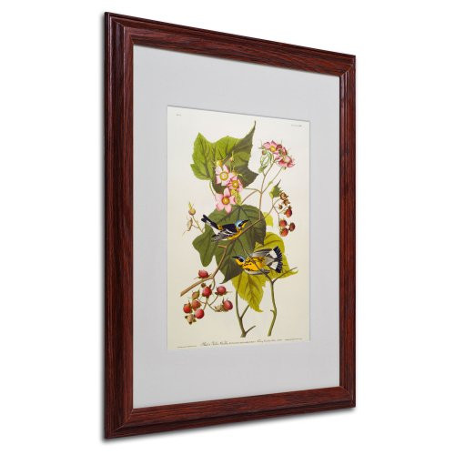 Black and Yellow Warbler Matted Artwork by John James Audubon with Wood Frame, 16 by 20-Inch