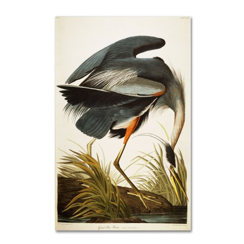 Great Blue Heron Artwork by John James Audubon, 16 by 24-Inch Canvas Wall Art