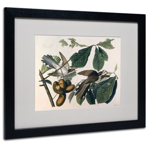 Yellow-Billed Cuckoo Matted Artwork by John James Audubon with Black Frame, 16 by 20-Inch