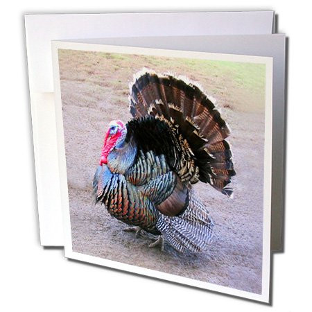 3dRose Wild Turkey - Greeting Cards, 6 x 6 inches, set of 12 (gc_4042_2)