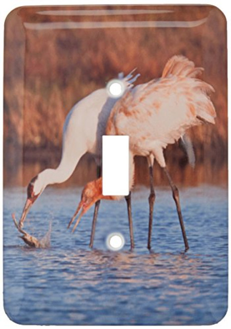 3dRose lsp_146755_1 Whooping Crane Bird, Aransas Refuge, Texas, Usa Us44 Ldi0624 Larry Ditto Single Toggle Switch 3dRose lsp_146755_1 Whooping Crane Bird, Aransas Refuge, Texas, Usa Us44 Ldi0624 Larry Ditto Single Toggle Switch