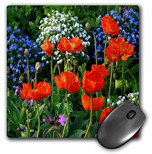 3dRose LLC 8 x 8 x 0.25 Inches Mouse Pad, Red Poppies with Purple/White Baby's Breath (mp_80405_1)