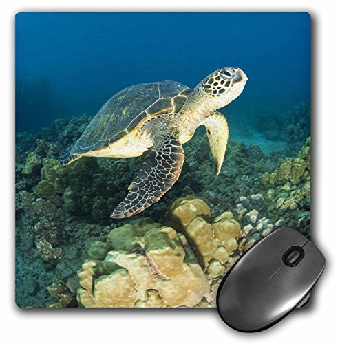 3dRose LLC 8 x 8 x 0.25 Inches Mouse Pad, Green Sea Turtle Makena Sp Maui Hawaii Stuart Westmorland (mp_89949_1)