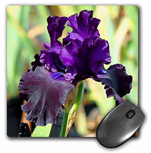 3dRose LLC 8 x 8 x 0.25 Inches Purple Iris Mouse Pad (mp_4124_1)