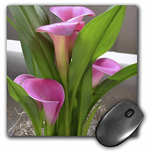 3dRose LLC 8 x 8 x 0.25 Inches Mouse Pad, Pretty Pink Calla Lily Flowers-Floral Photography (mp_40237_1)