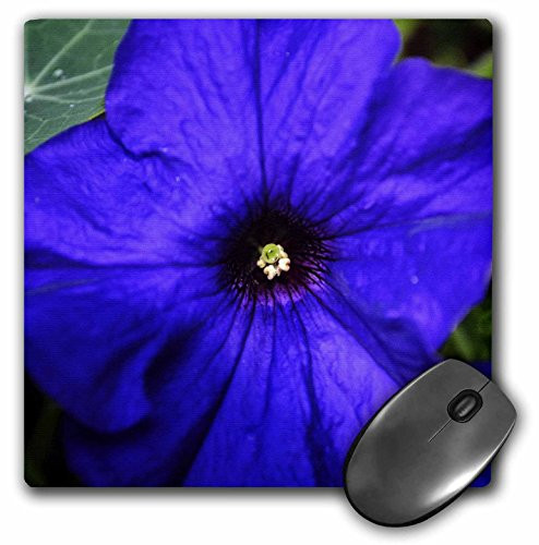 3dRose LLC 8 x 8 x 0.25 Inches A Deep Dark Purple Petunia Pattern Mouse Pad (mp_49911_1)