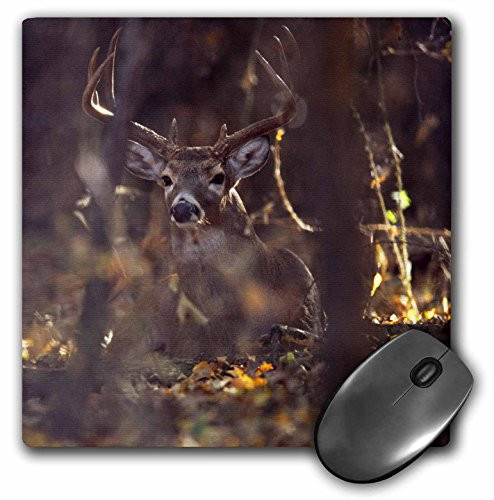 3dRose LLC 8 X 8 X 0.25 Inches Hagerman National Wildlife Refuge, Whitetailed Deer Buck Rick A. Brown Mouse Pad (mp_94535_1)