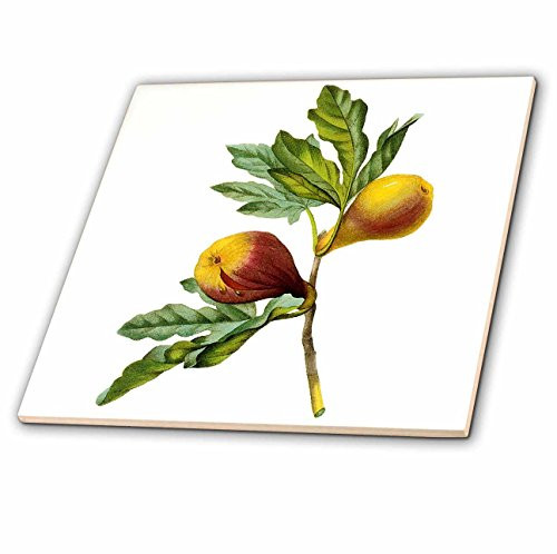 3dRose ct_106854_6 Redoute Vintage Watercolor Fruit Fig Ficus Violacea-Glass Tile, 6-Inch 3dRose ct_106854_6 Redoute Vintage Watercolor Fruit Fig Ficus Violacea-Glass Tile, 6-Inch