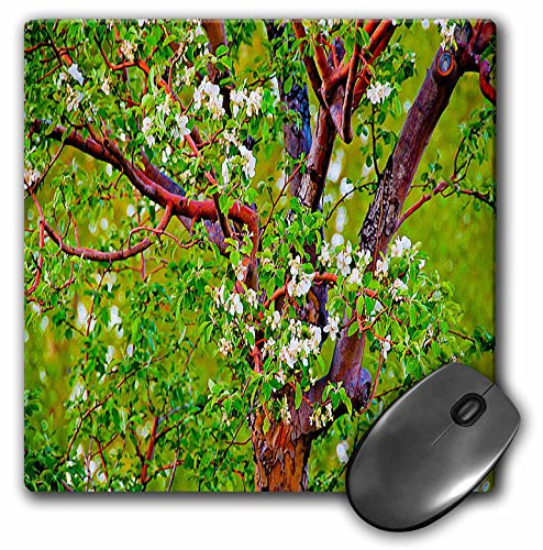 3dRose Close Up of What Looks Like Popcorn Popping on Apricot Tree with Hue Vibrant GreenRed and Yellow Mouse Pad (mp_49689_1)