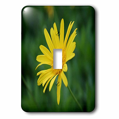 3dRose lsp_167478_1 Yellow Daisy Flower Beautiful Close Up of a Yellow Colored Daisy Light Switch Cover
