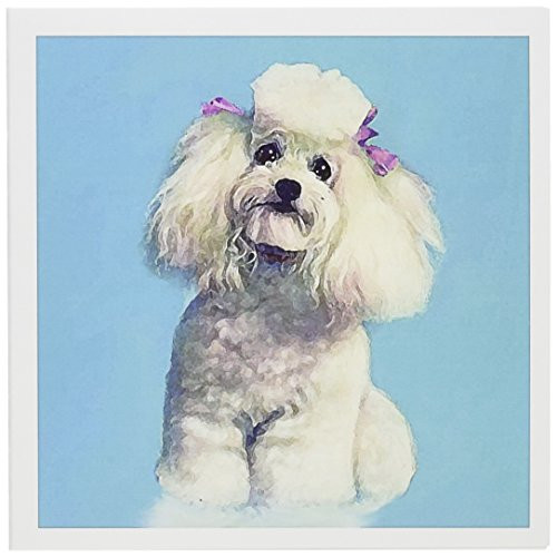 3dRose White Topy Poodle - Greeting Cards, 6 x 6 inches, set of 12 (gc_3539_2)