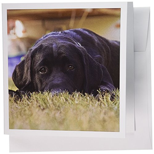 3dRose Labrador Retriever puppy dog - NA02 RBR0015 - Rick A. Brown - Greeting Cards, 6 x 6 inches, set of 12 (gc_84179_2)