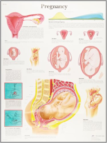 3B Scientific VR1554UU Glossy Paper Pregnancy Anatomical Chart, Poster Size 20" Width x 26" Height