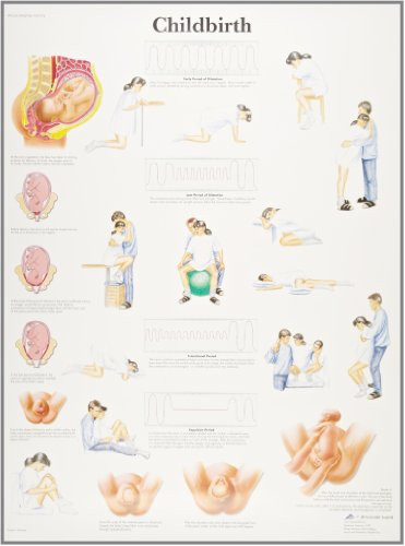 3B Scientific VR1555UU Glossy Paper Childbirth Anatomical Chart, Poster Size 20" Width x 26" Height