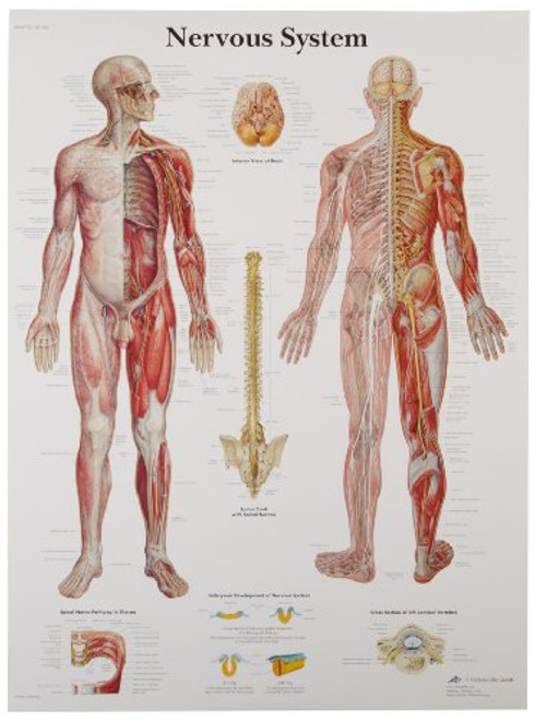 3B Scientific VR1620UU Glossy Paper Nervous System Anatomical Chart, Poster Size 20" Width x 26" Height 3B Scientific VR1620UU Glossy Paper Nervous System Anatomical Chart, Poster Size 20" Width x 26" Height