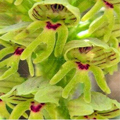 100pcs/bag Rare Orchid Seeds Man Flowers Monkey Orchid Bonsai Seeds Perennial Indoor Flowers for Home Garden Pot Plant Flower