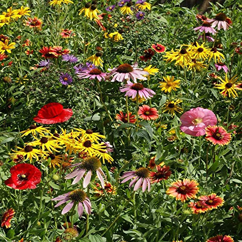 Outsidepride Midwest Wildflower Seed Mix - 1 LB