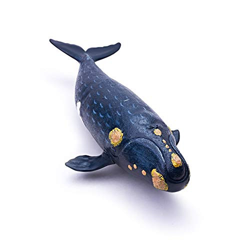 RECUR Right Whale - Realistic Hand Painted Northern Pacific Right Whale Toy Figurine Model, 12.2inch Ocean Life Black Whale Figure Toys 1:55 Replica, Collection Gift for Children Boys Girls Ages 3+