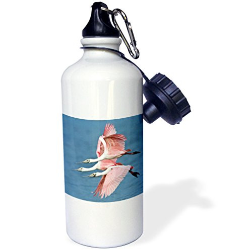 3dRose wb_89032_1"Florida, Ding Darling NWR, Roseate Spoonbill birds US10 BFR0111 Bernard Friel" Sports Water Bottle, 21 oz, White