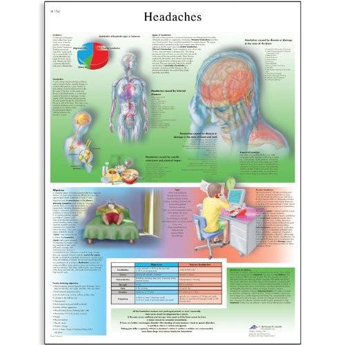3B Scientific VR1714L Glossy UV Resistant Laminated Paper Headaches Anatomical Chart, Poster Size 20" Width x 26" Height