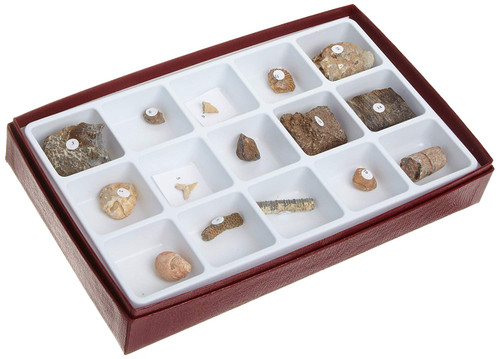 American Educational General Fossil Collection American Educational General Fossil Collection