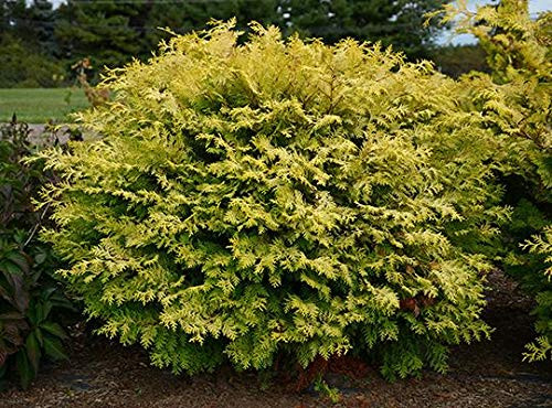 Southern Living Plant Collection 2.5 Qt Night Light Chamaecyparis, Bright Yellow Foliage Southern Living Plant Collection 2.5 Qt Night Light Chamaecyparis, Bright Yellow Foliage