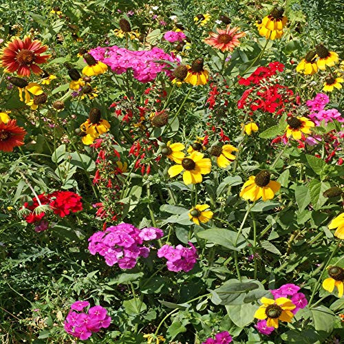 Outsidepride Southeast Wildflower Seed Mix - 1 LB