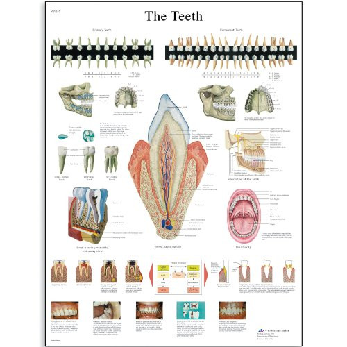 3B Scientific VR2263L Glossy UV Resistant Laminated Paper La Denture Anatomical Chart (The Teeth Anatomical Chart, French), Poster Size 20" Width x 26" Height 3B Scientific VR2263L Glossy UV Resistant Laminated Paper La Denture Anatomical Chart (The Teeth Anatomical Chart, French), Poster Size 20" Width x 26" Height