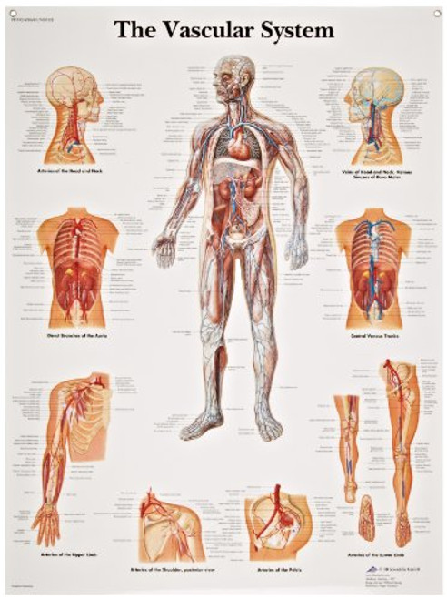 3B Scientific VR1353L Glossy Laminated Paper The Vascular System Anatomical Chart, Poster Size 20" Width x 26" Height 3B Scientific VR1353L Glossy Laminated Paper The Vascular System Anatomical Chart, Poster Size 20" Width x 26" Height