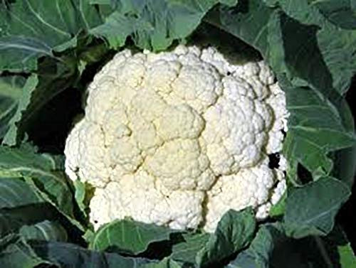 Cauliflower Snowball Great Heirloom Vegetable Seeds by Seed KIngdom (1 Lb Seeds)