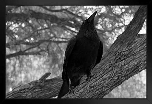 Visualize Fear Black Bird Raven on Branch B&W Photo Art Print Framed Poster 20x14 inch