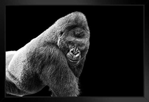 Adult Gorilla Staring on Black Background Photo Art Print Framed Poster 20x14 inch