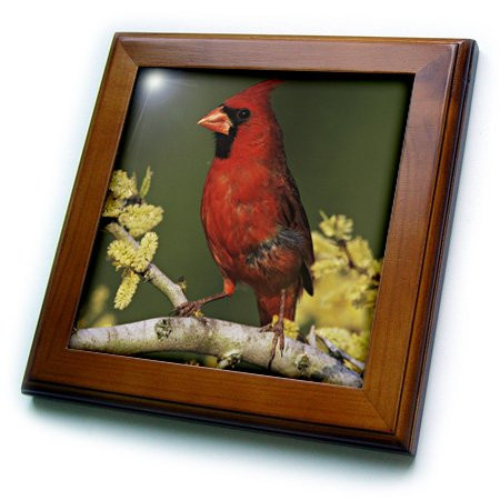 3dRose ft_84565_1 Northern Cardinal Bird, Lake Corpus Christi Texas Na02 Rnu0704 Rolf Nussbaumer Framed Tile, 8 by 8-Inch