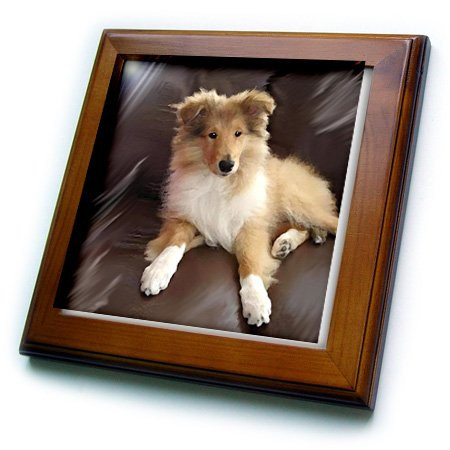 3dRose ft_4546_1 Rough Collie Puppy Framed Tile, 8 by 8-Inch