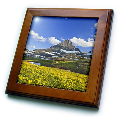 3dRose ft_91855_1 Glacier lily carpet, Logan Pass, Glacier NP, Montana - US27 CHA1774 - Chuck Haney - Framed Tile, 8 by 8-Inch