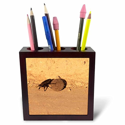 3dRose ph_72699_1 Africa, Namibia, Etosha Np, Dung Beetle Insect-AF31WBI0030-Walter Bibikow-Tile Pen Holder, 5-Inch