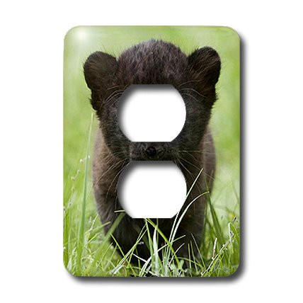3dRose lsp_4537_6 Black panther Cub 2 Plug Outlet Cover