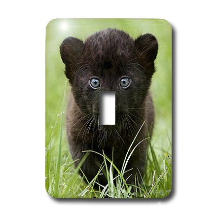 3dRose lsp_4537_1 Black panther Cub Single Toggle Switch