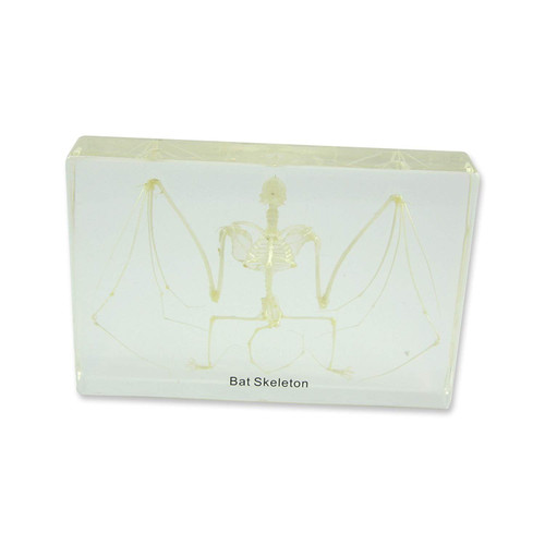 REALBUG Bat Skeleton Specimen