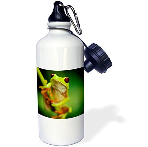 3dRose wb_10387_1 Green tree frog on a twig - Sports Water Bottle, 21 oz, White