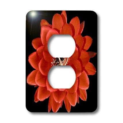 3dRose lsp_32364_6 Decorative colorful garden botanic classic plant SW Southwest Desert cactus red black flower Outlet Cover