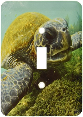 3dRose LLC lsp_10116_1 Pacific Green Or Black Sea Turtle Feeding On Algae Punta Cormorant Floreana Island Galapagos, Single Toggle Switch