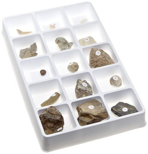 American Educational Types of Fossilization Collection American Educational Types of Fossilization Collection