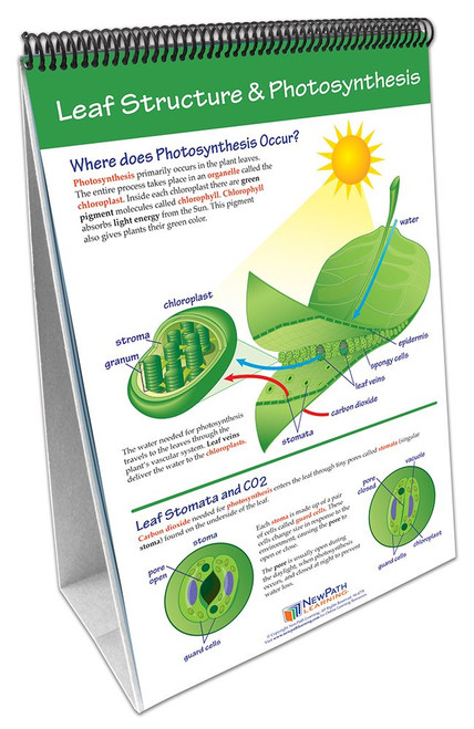 NewPath Learning 34-6726 Photosynthesis and Respiration Flip Chart Set