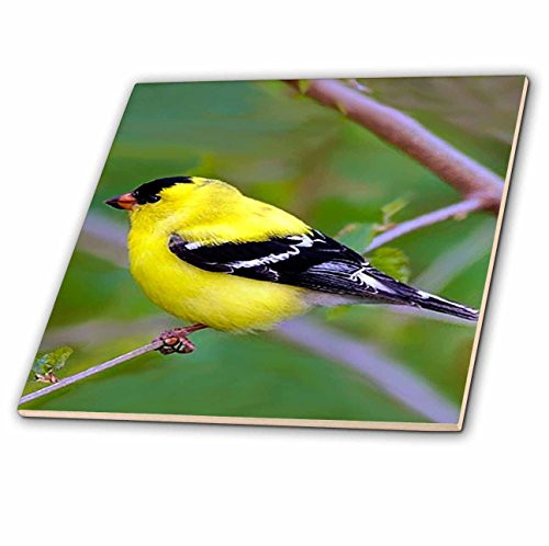3dRose LLC American Gold Finch 4-Inch Ceramic Tile