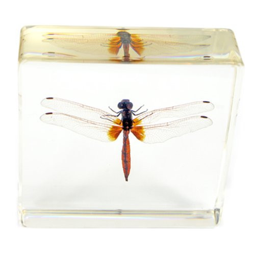 REALBUG Dragonfly Paperweight(3x3x1)