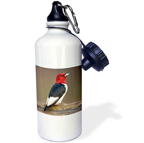 3dRose wb_206001_1""Red-headed Woodpecker on fence Marion, Illinois, USA" Sports Water Bottle, 21 oz, Multicolor 3dRose wb_206001_1""Red-headed Woodpecker on fence Marion, Illinois, USA" Sports Water Bottle, 21 oz, Multicolor