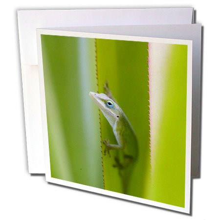 3dRose Green Anole, Arboreal Lizard, Kauai, Hawaii, USA - Greeting Cards, 6 x 6", Set of 6 (gc_143919_1)