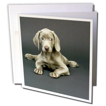 3dRose Weimaraner Puppy - Greeting Cards, 6 x 6 inches, set of 6 (gc_1094_1)